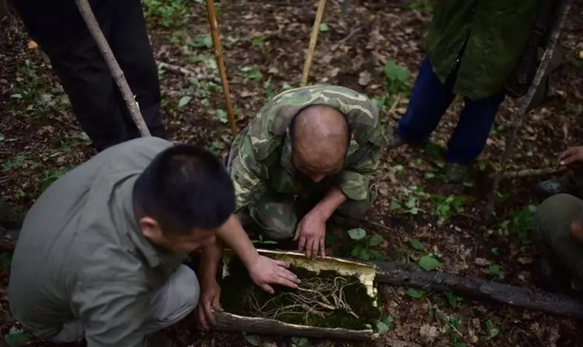 同样是人参，为什么野生能卖出300万天价，人工种植只能论斤卖？