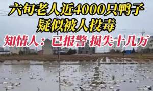 上饶养殖户(江西上饶4000只鸭子，一夜之间死了3000只，养殖户怀疑被投毒)