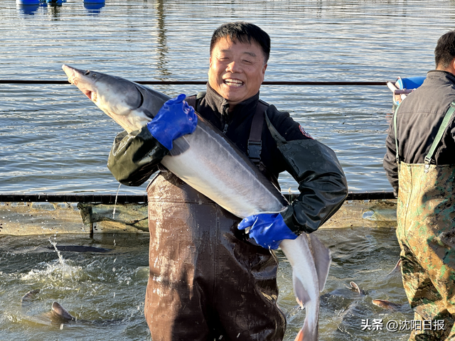 两条长寿鱼“游”出精彩人生：他深耕养鱼技术46年，成就行业东北第一