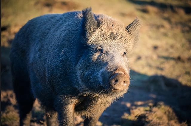 “野猪肉”要上市了？陕西对20万头野猪大开杀戒，它们犯了啥错？