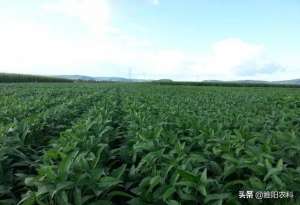 地锦草种植(花生田、大豆田通用除草剂，一遍就能将所有杂草除干净)