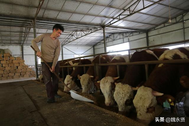 陕西秦岭深山育肥牛，给牛建花园式运动场，养的全是公牛