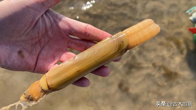 长竹蛏的生物学特征与人工养殖技术