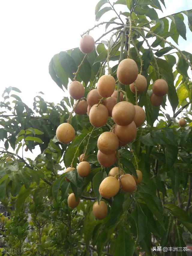 黄皮病害及其防治技术，高效的种植方法，下面这些知识点都要牢记