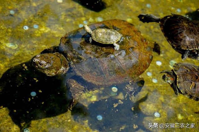 大爷做偏门养殖行业，靠万只鳄龟年入100万，看看他怎么做到的