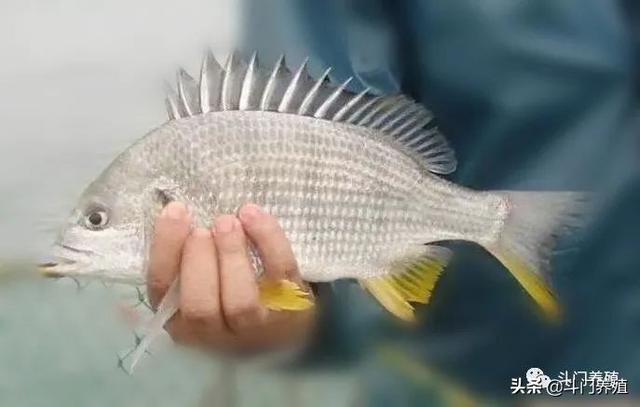 卖鱼最早！规格最大！亩产最高！“黄鳍鲷产业”的革命