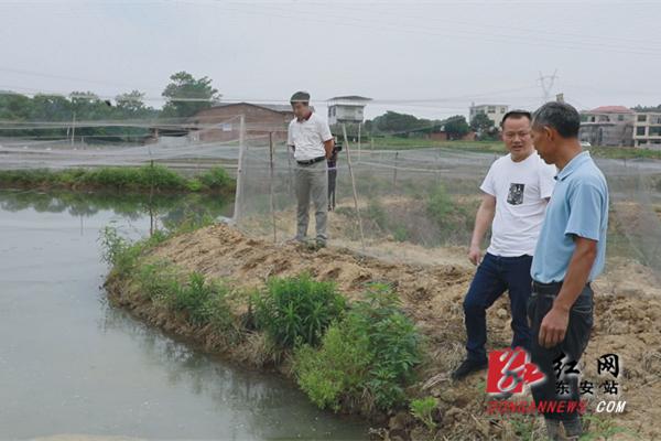 东安：贫困户泥鳅滞销 镇干部帮忙“带货”