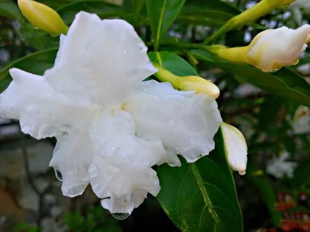 狗牙花欣赏