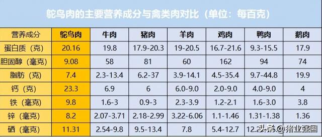 一只鸵鸟曾高达28万元！东鸵牧业刘学强：广东市场巨大！五大方向推广鸵鸟养殖产业