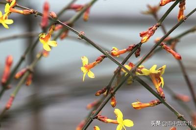 迎春花易栽培，初冬将它冻一冻，春节开花更鲜艳，花朵特别美