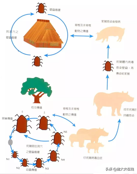 非瘟疫情的预防和控制（字字珠玑）