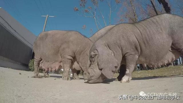 【农广天地】有一种猪，它一窝能生20多头小猪，您听说过吗？