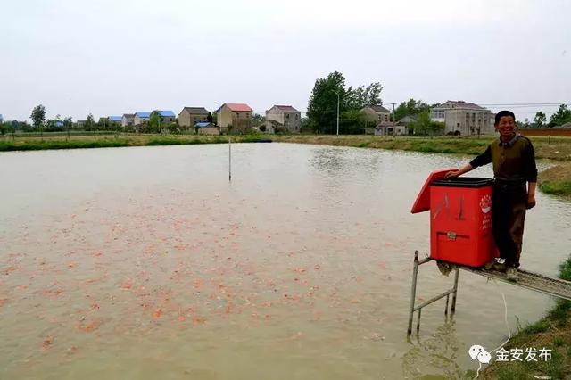 厉害了！一池“锦鲤”翻出万千浪花！