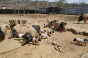 肇庆巴马香猪养殖基地(洛南：“巴马香猪”引领群众走上致富路)