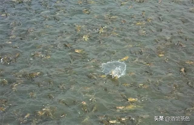 乌苏里拟鲿生物学及其池塘人工驯化养殖技术