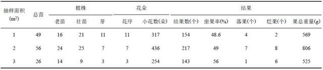 阳春砂仁的栽培管理与采收加工