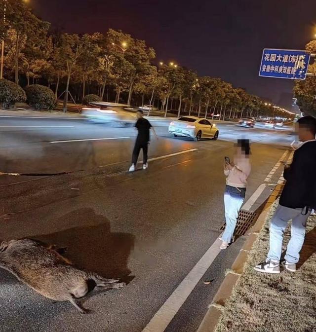 合肥等地市区惊现野猪！专家给出解释