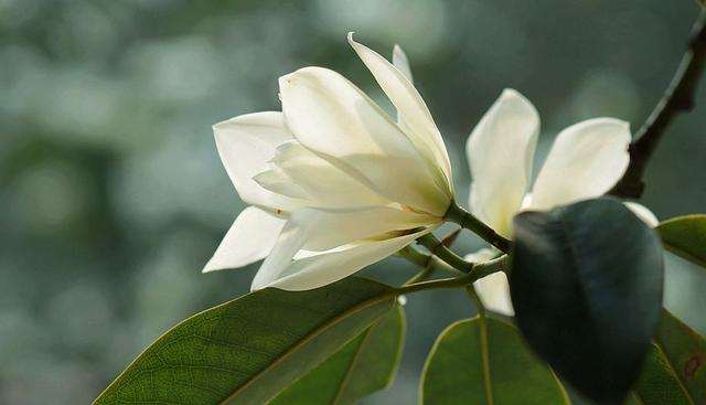 春天里花香浓郁的醉香含笑花