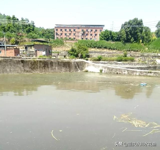 养殖水体“水锈”形成的原因和防控的探讨