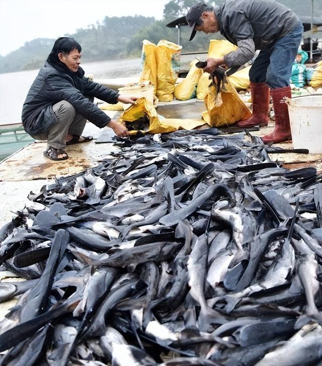 网箱放养及最佳放养量，对匙吻鲟的生长与产量有什么影响？