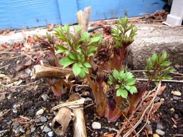 花型独特的荷包牡丹，冬天叶子会枯萎，但却不会被冻伤