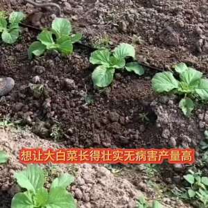 早秋大白菜种植视频(大白菜高产，施肥必看，99%的人都不知道@抖音短视频)