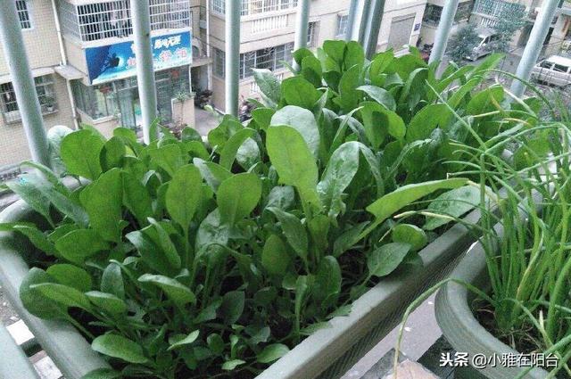 阳台种菠菜的一个小妙招，出苗全、发芽快、长势旺，60天就能吃了