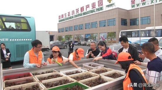 一只小龙虾，衍生三日游！全国首家小龙虾主题旅行社在潜江市开办