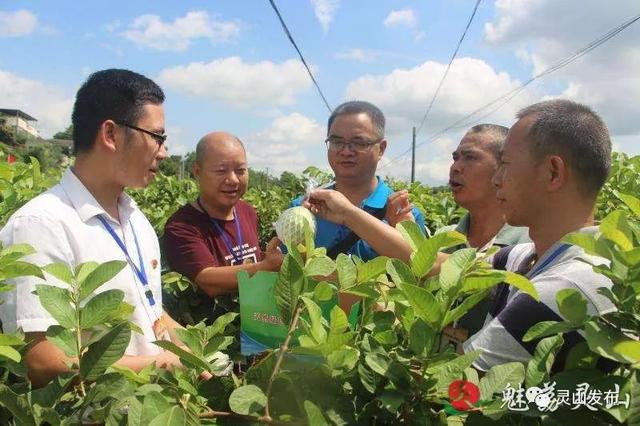 钦州丰塘镇沙塘村：从0到10万元的别样致富路