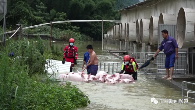 突发！广西河池养殖场1万头猪被水围困！强降雨仍在持续，多地出现险情