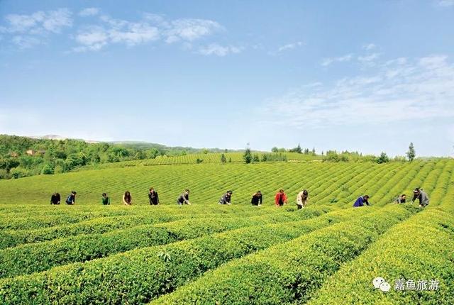 嘉鱼再添新荣誉！全湖北仅六家！