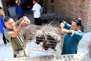 豪猪的养殖优势前景(退伍兵哥哥养殖豪猪，全身长满刺，一年能挣百万元)