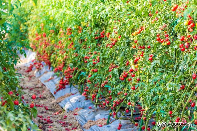 小番茄怎么种能获高产？这些定植、管理技术，值得了解