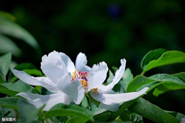 掌握白芍特性、栽培技术，提升产量，增大效益