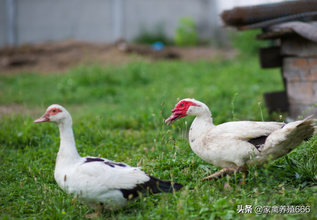 番鸭哪个品种好养？怎么让番鸭快速红脸？