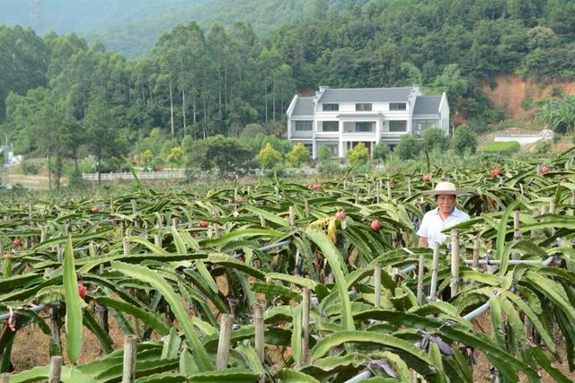 变废为宝！有人搞个鸡粪发电厂，每年消耗30万吨鸡粪