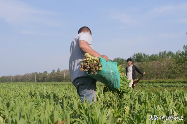 安徽农民种植贡菜，为地方特产，制成干菜身价不菲