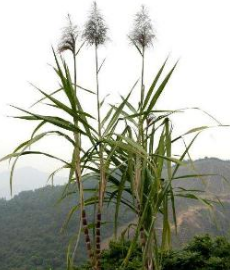 甘蔗大家都吃过，但是甘蔗是如何种植的呢？你知道甘蔗会开花吗？