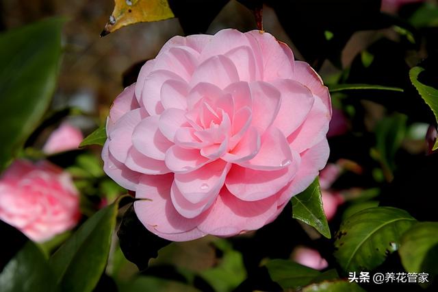 庭院种上12种花，月月有花赏，月月不重样