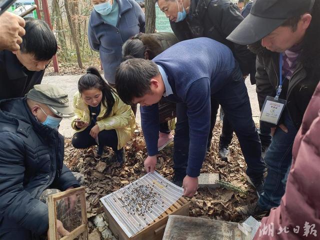 宜昌：做大做强“甜蜜产业”中蜂养殖培训助力乡村振兴