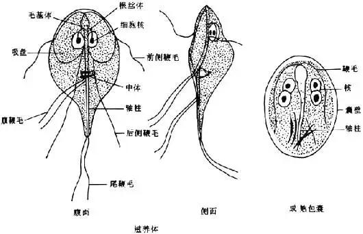 观赏鱼血鹦鹉人工养殖模式，及其疾病防控技术