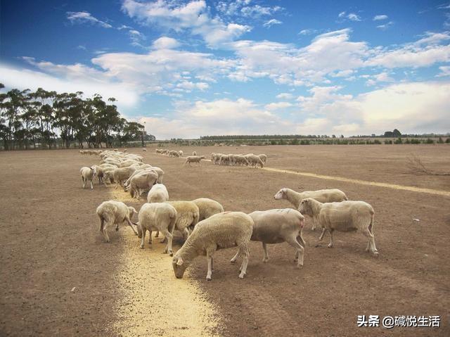 盐碱地养羊经，肉羊生产中饲养管理的要求