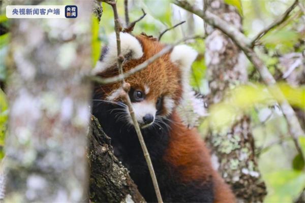 萌化了！云南太阳河国家森林公园首次成功繁育野外诞生小熊猫