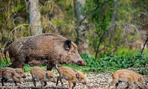 致富经野猪养殖视频(养殖野猪是个致富的路子，但野猪的驯化是个难题，怎么解决问题？)