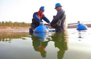 海鲈鱼可以养殖吗(黄河滩区变身鲈鱼养殖基地)