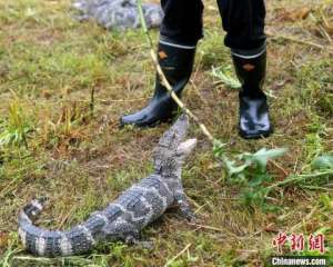 湖州鳄鱼养殖基地(探访“中国扬子鳄村”：亿年“活化石”续写新篇章)