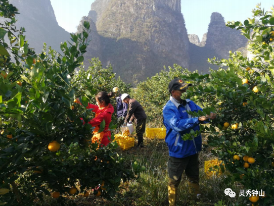 【灵秀钟山 水墨画廊】有吃有玩！钟山这个自治区休闲农业与乡村旅游示范点，宛如世外桃源...