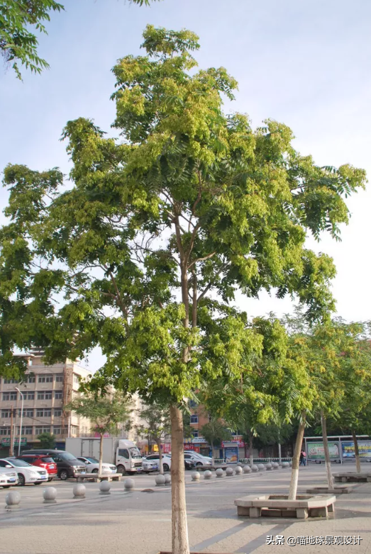 私家庭院种这几种植物寓意人丁兴旺、多子多福