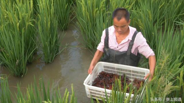 湖北虾稻共生达500万亩！潜江模式树立标杆，引南方乡亲来取经