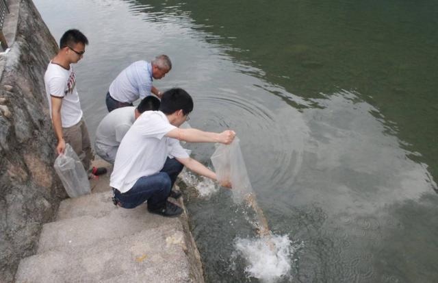 水花鱼苗下塘投放的八个注意事项